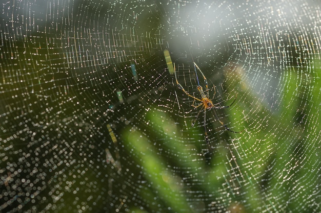 Neem een ​​close-upspin op een spinnenweb