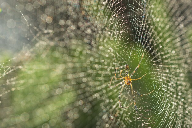 Neem een ​​close-upspin op een spinnenweb