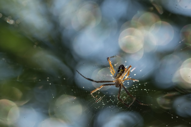 Neem een ​​close-upspin op een spinnenweb