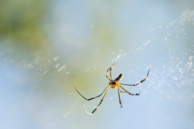 Neem een ​​close-upspin op een spinnenweb