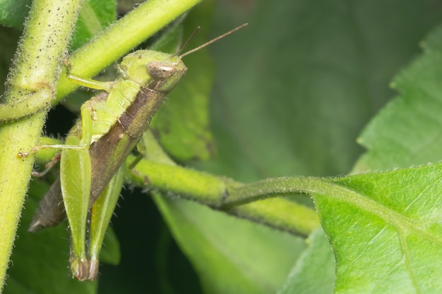 Neem een ​​dichte sprinkhaan