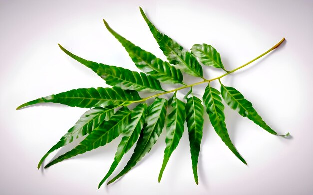 neem leaf