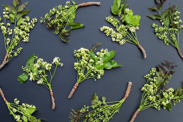 Photo neem leaves and flowers on dark background.