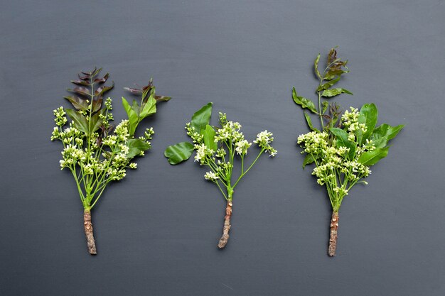 Neem leaves and flowers on dark