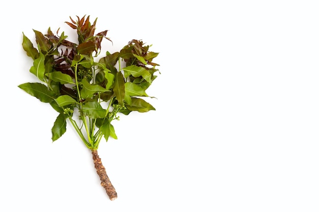 Neem leaves and flowers on wihte