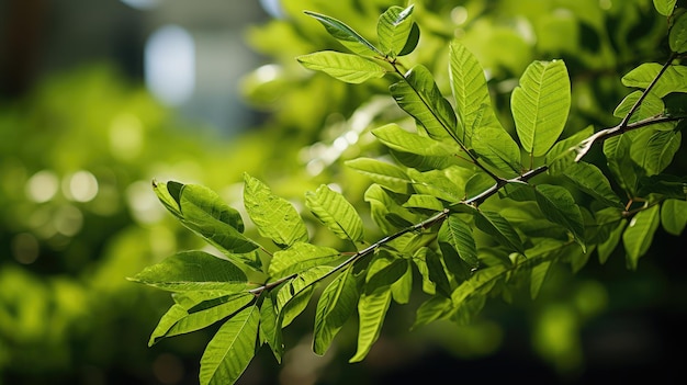 Photo neem leaves free photo hd background