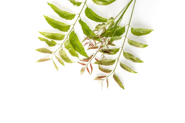 Neem leaves