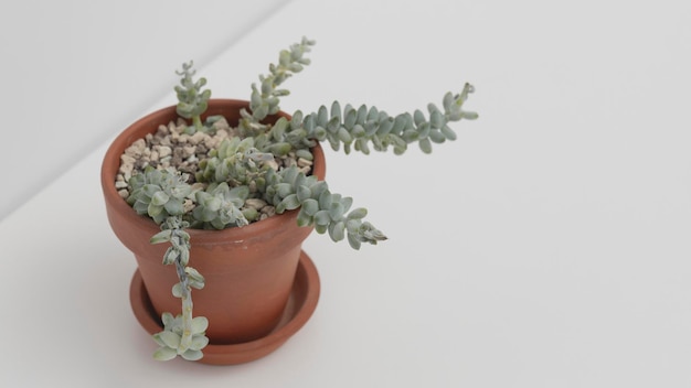 Neglected dying Sedum Burrito Indoor or potted plants diseases