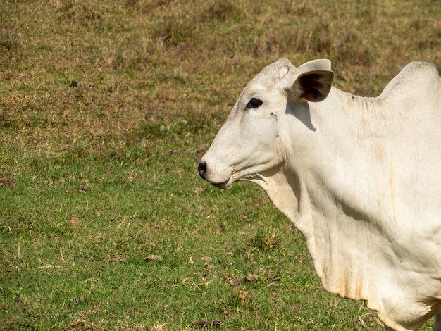 Nellore, bovine originating in India