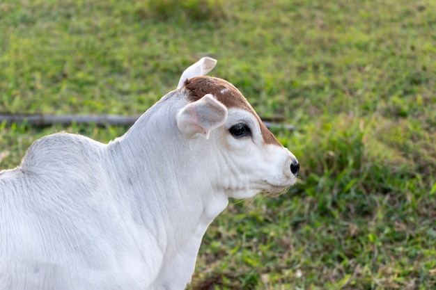 Nellore cattle calf silhouette on pasture