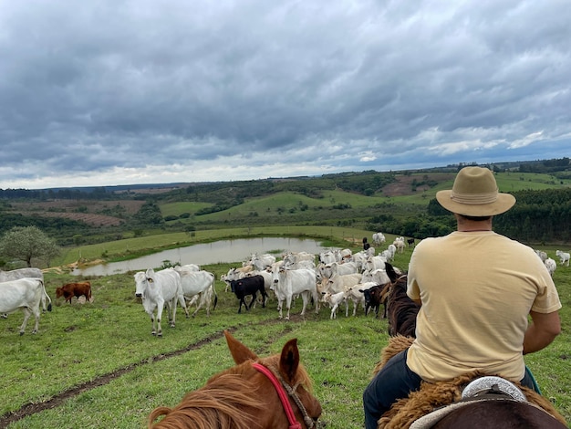 Nellore cattle on a farm in Brazil Farmer with hat riding a horse