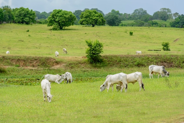 마리 파라이바 브라질 가축의 목초지에서 넬로르 소