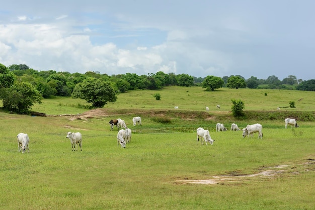 Bestiame nellore al pascolo a mari paraiba brasile bestiame