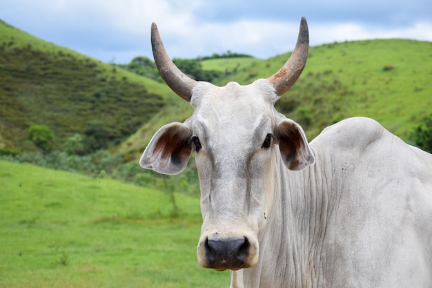 Nellore cattle in the pasture