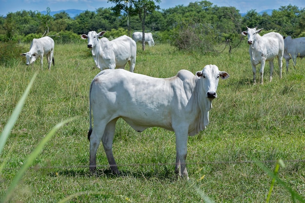 Nellore cattle steers on green pasture