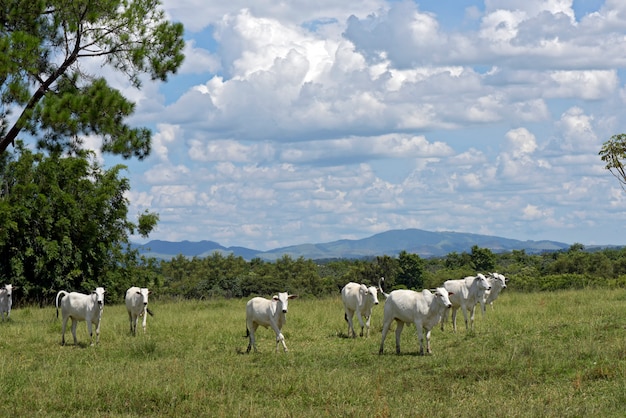 Nellore cattle steers on green pasture