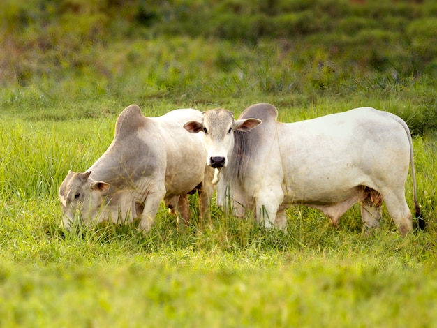 Nellore stier in de wei van het maken in Brazilië. Hoofdvee bij de productie van vlees op de Braziliaanse markt.