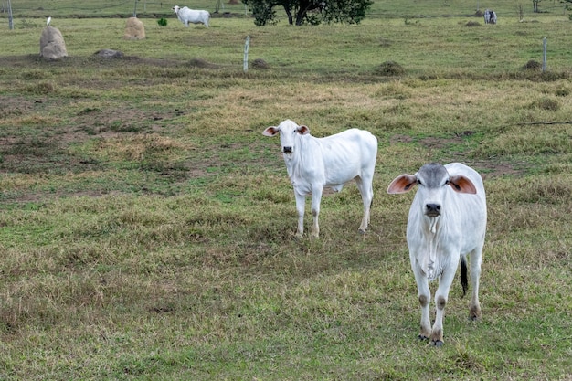 Nellore-vee in de weiland van de boerderij