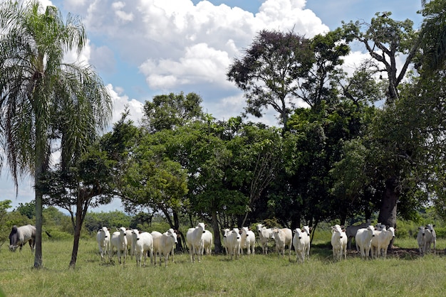 Nellore-vee stuurt op groen grasland