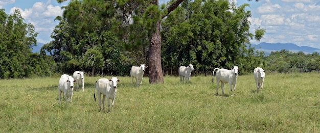 Nellore-vee stuurt op groen grasland