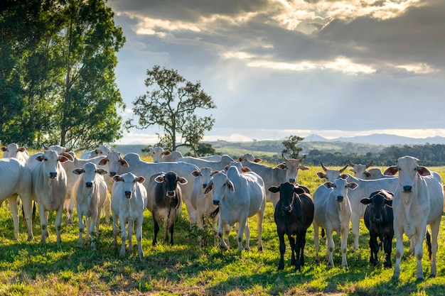 Nellore-veekudde op weiland bij zonsondergang