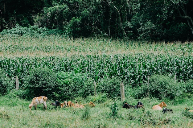 Крупный рогатый скот Нелоре на ферме в штате Минас-Жерайс, Бразилия