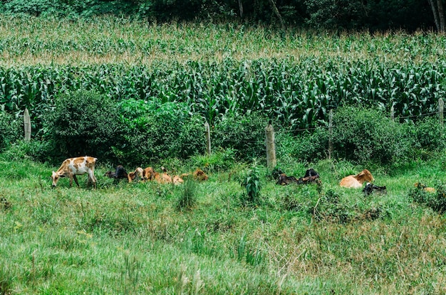 Nelore Bovine Animal op de boerderij in Minas Gerais, Brazilië