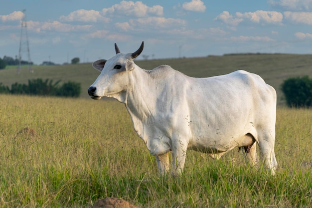 Nelore brazilian cattle in the pasture