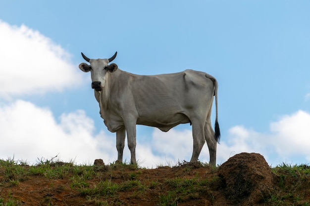 Nelore bull in the pasture with blue sky