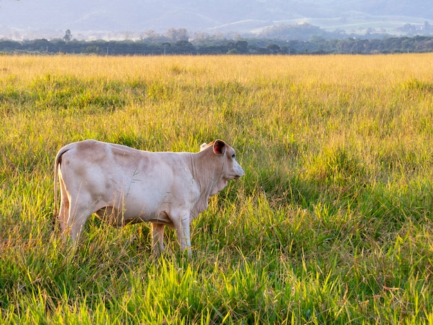 Nelore calf in the pasture at sunset