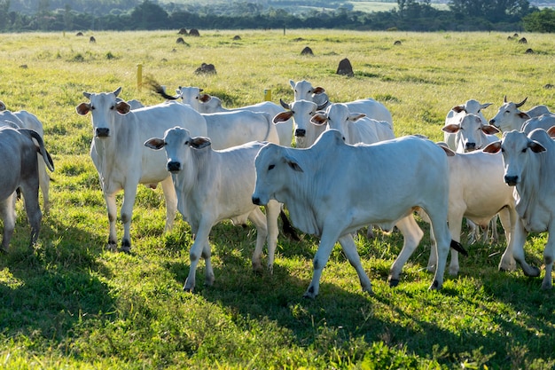 Крупный рогатый скот Nelore на пастбище фермы
