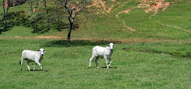 Nelore cattle grazing under the trees