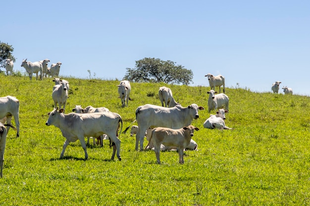 Nelore cattle in a green pasture on a farm in Sao Paulo SP