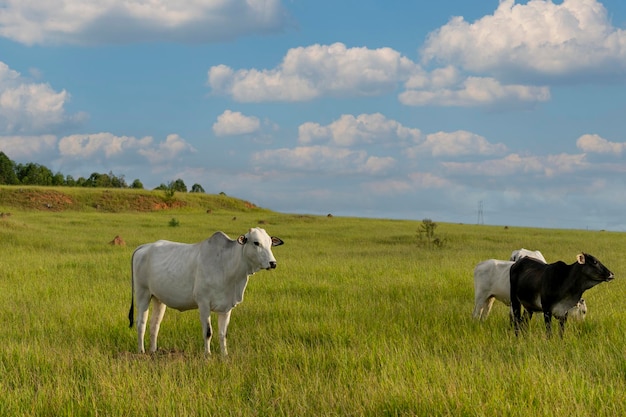 Nelore cattle in green pasture