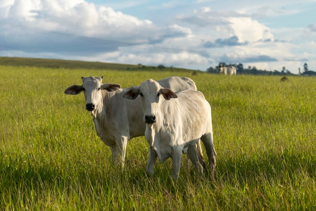 Nelore cattle in green pasture