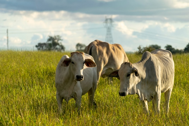 Photo nelore cattle in green pasture