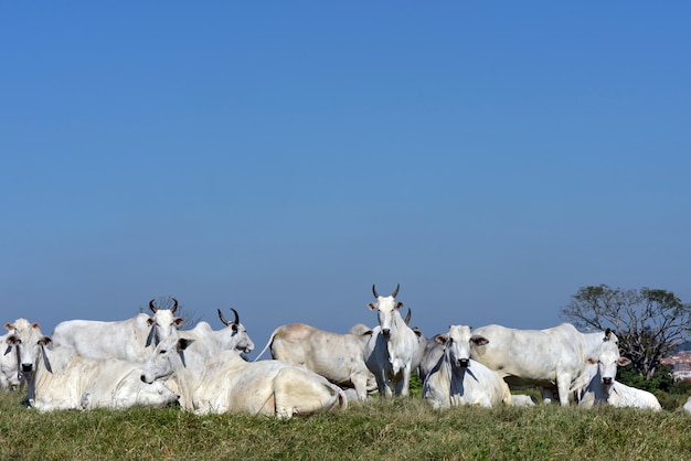 Nelore cattle in green pasture