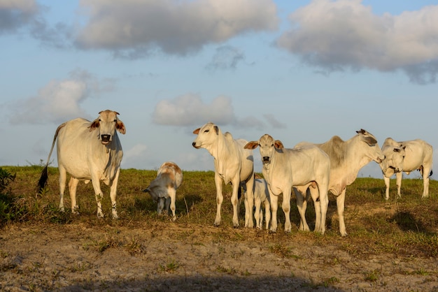 Nelore cattle in Jacarau Paraiba Brazil