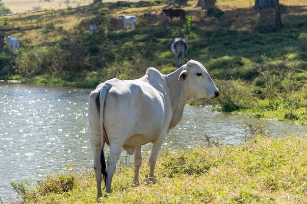 Nelore cattle on the lakeshore