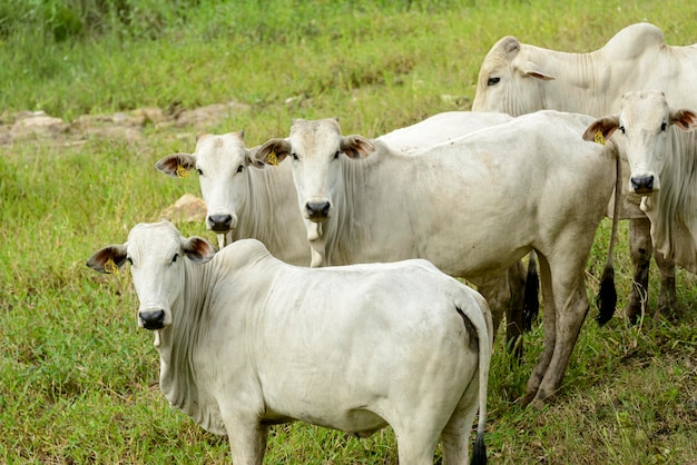 Nelore cattle in the pasture Brazilian livestock