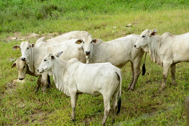 Nelore cattle in the pasture Brazilian livestock