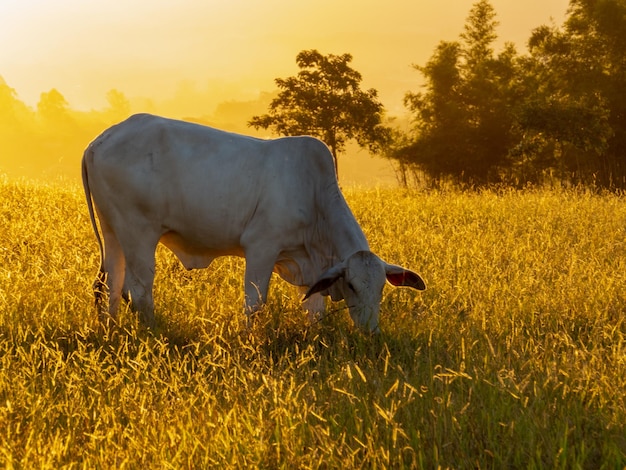 Nelore cattle in pasture at the end of the day with sunset