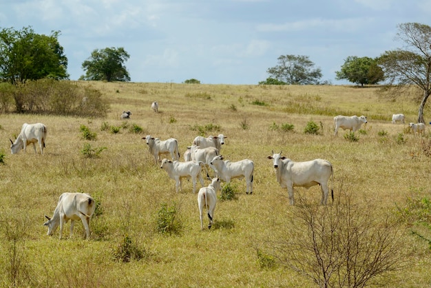 Nelore cattle in the pasture paraiba brazil livestock in the\
semiarid region of northeast brazil