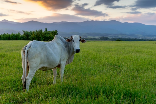 Nelore cattle on pasture with sunset