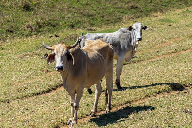 Nelore cattle in the pasture