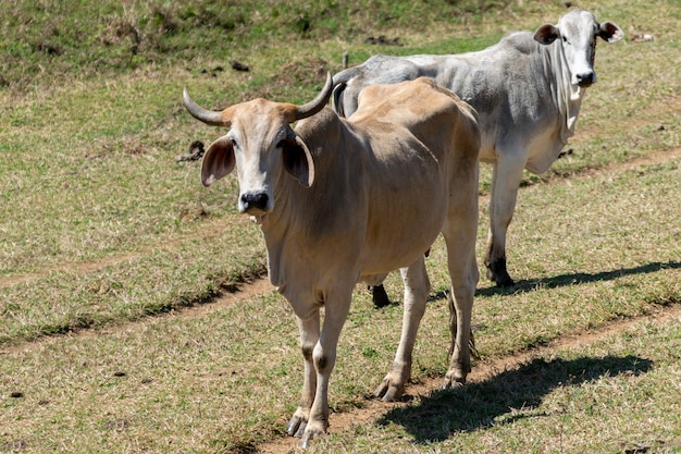 Nelore cattle in the pasture