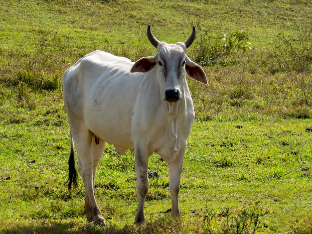 Nelore cattle in the pasture