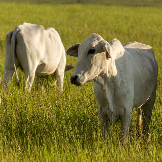 Nelore cattle in the pasture