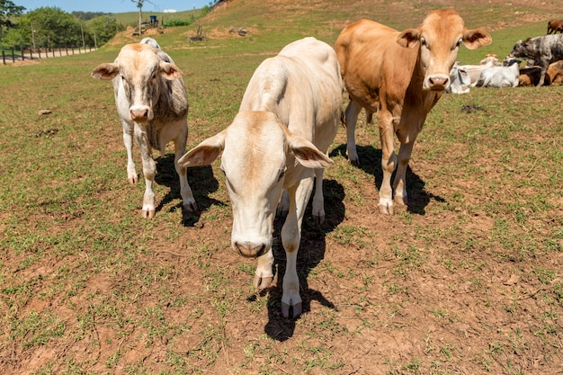 Nelore cattle in the pasture