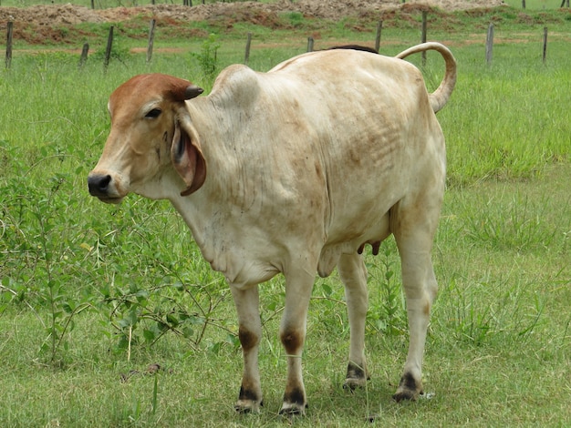 Nelore cattle in the pasture